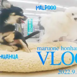 【 本羽田店VLOG  】マルプーちゃんの日常。ワクチン終わってチワワと遊ぶ！