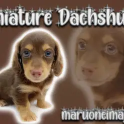 【 ミニチュアダックスフント 】短足代表！初心者必見のチョコタンダックス登場！
