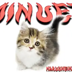 【 ミヌエット 】キャリコカラーの短足な女の子！生後2ヶ月の子猫をご紹介！