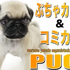 【 パグ 】ぶちゃカワ代表の短頭種！コミカルな動きと陽気な性格のコメディアン犬！