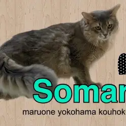 【 ソマリ 】生後10ヶ月美しい被毛が自慢!犬の様な性格のソマリ君