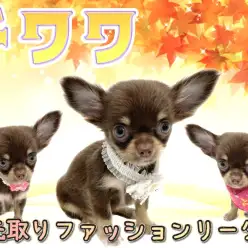 【 チワワ 】老若男女問わず大人気犬種チワワ！濃厚チョコタンカラーの女の子が登場