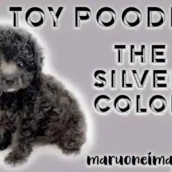 【 トイ・プードル 】希少なシルバーカラー！生後2ヶ月の温厚な性格は初心者必見！