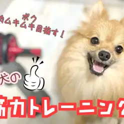 【 長生きの秘訣 】意外と重要！怪我＆肥満防止のための愛犬筋力トレーニング