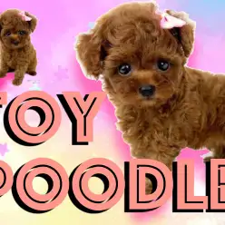 【トイ・プードル 】伝説のくまぷー再び！赤い被毛のこぐまぷー登場！