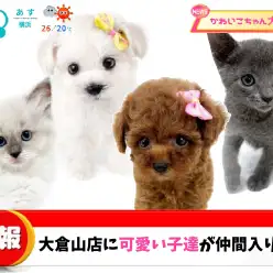 【 9/20速報！ 】マルワン大倉山店注目のニューフェイス4頭！