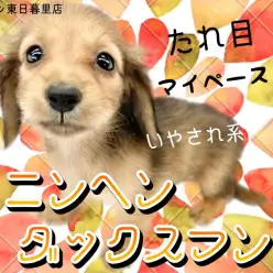 【 カニンヘンダックスフント 】胴長短足でマズルも短いおっとり垂れ目ガール！