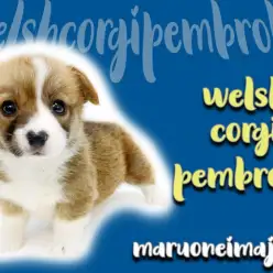 【 コーギー 】超短足の桃尻ガール！ワンちゃんビギナー必見のポイント3つをご紹介