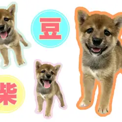 【 豆柴 】血統書認定赤豆柴！笑顔が素敵な癒しワンコ登場！！