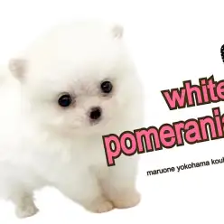 【 ポメラニアン 】希少ホワイトポメちゃん。なんと！極小2ヶ月で360g