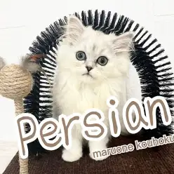 【 ペルシャ 】キラキラ輝くシルバーカラー！大きな瞳のプリンセス