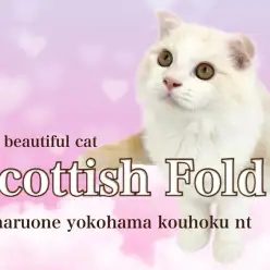 【 スコティッシュフォールド 】育てやすい月齢のクリームカラーの美猫！