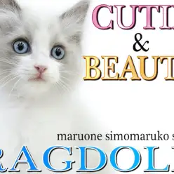 【 ラグドール 】青い瞳に釘付け！美しさと可愛らしさを兼ね揃えた甘え上手な男の子