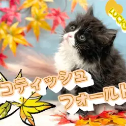 【 スコティッシュフォールド 】左右で履き間違えちゃった靴下にゃんこ！幸運CAT