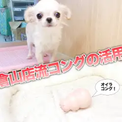 【 コングの活用法 】退屈な時間を楽しい時間に変えちゃう魔法のレシピ！