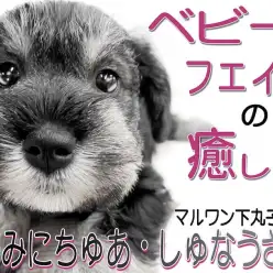 【 ミニチュアシュナウザー 】永遠の子犬顔?ぬいぐるみと見間違われた超癒し系!