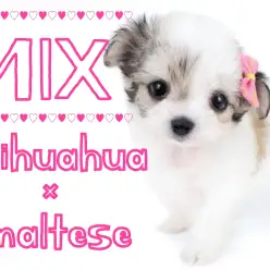 【 チワマル 】チワワとマルチーズから誕生した生後58日の美少女をレポート！