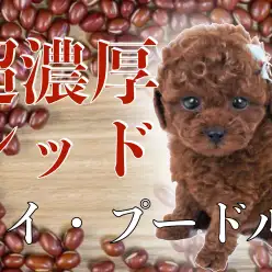 【 トイ・プードル 】極上！レッド？小豆色？超濃厚なカラー自慢！