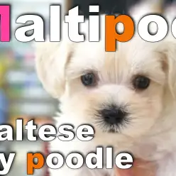 【 マルプー 】ホワイトコートがトレードマークのオンリーワンコ登場！