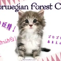 【 ノルウェージャンフォレストキャット 】ふわふわ甘えんぼ！美しき森の妖精！
