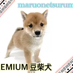 【豆柴犬 】守ってあげたくなる可愛さ！のんびりな豆柴の男の子レビュー！