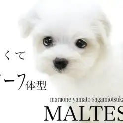 【 マルチーズ 】犬界の貴族！純白の被毛と子犬らしいドワーフ体型がポイント！