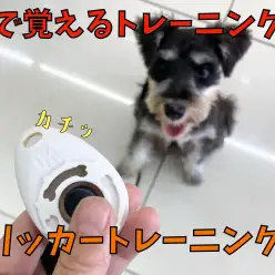 【 クリッカートレーニング 】誰でも簡単に音で覚えるトレーニング!