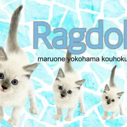 【 ラグドール 】コバルトブルーの瞳の美少女、ラグドール