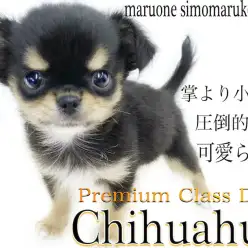 【 チワワ 】生後3ヶ月目で体重760g！父がチャンピオンのプレミアム認定犬！