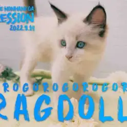 【 ラグドール 子猫 】ラグドール愛好家が解説！シールポイントバイカラーの魅力！