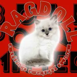 【 ラグドール 】美しいブルーポイントミテッドを1000枚パパラッチした！