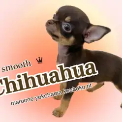 【 チワワ 】大きなお耳に長いシッポ！つるりんボディの男の子