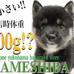 【 豆柴 】生後2ヶ月で体重600g！手乗りサイズで超小柄な黒豆柴！