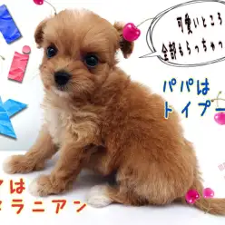 【 MIX犬 】パパはトイプー！ママはポメ！手の平サイズのちびっこMix！