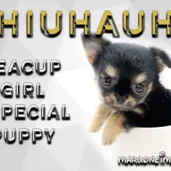 【 チワワ 】生後59日体重416g！極小サイズの超フレンドリーな女の子！