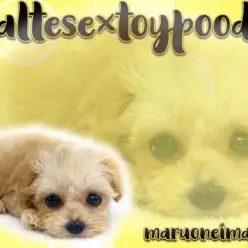 【 マルプー 】マルチーズとトイプードルから生まれた目ヂカラ最強MIXの男の子！