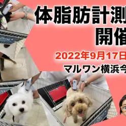 【 今宿店イベント情報 】9/17（土）ワンちゃんの体脂肪計測会のお知らせ！