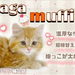 【 ラガマフィン 】もちっと丸っこい体型の癒し系猫