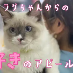 【 猫の気持ち 】ラグドールちゃんをモデルに猫の感情表現を解説！