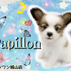 【 パピヨン 】大きな耳がトレードマーク！ウサギのようなプリティドッグ