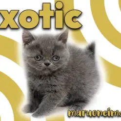 【 エキゾチック 】癖になるペチャ顔の女の子！初心者必見のインタビュー付き！