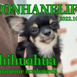 【 にっこりチワワ 】小さな巨人と一緒に表情筋をゆるゆるにしちゃおう！