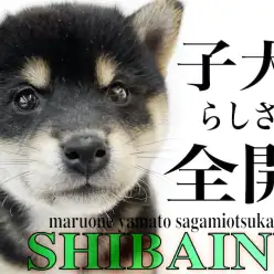 【 柴犬 】日本犬代表！忠誠心が高く人気の黒柴は幼顔で子犬らしさ全開！
