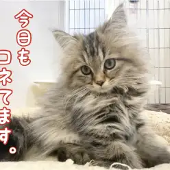 【 ペルシャ猫 】ペルシャちゃんは朝から全力でコネてますニャン！！