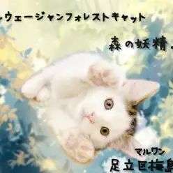 【 ノルウェージャンフォレストキャット 】甘えん坊な森の妖精ちゃん