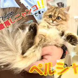 【 ペルシャ 】スタッフ小川の推しメンならぬ『推し猫』紹介