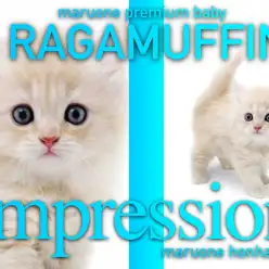 【 ラガマフィン 】ごっつええプレミアムラガちゃんを史上初の二人三脚レビュー！