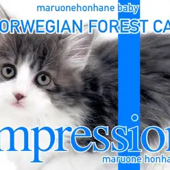 【 ノルウェージャンフォレストキャット 】森と泉に誘われて静かに眠るブルーCAT