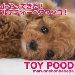 【 トイプードル 】究極のリアルテディベアがマルワン本羽田店にやってきた！