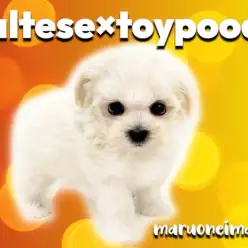 【 MIX犬 】パパはマルチーズ、ママはトイプードルのクリームマルプー登場！